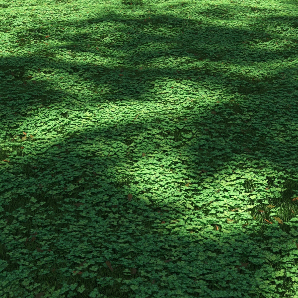 Clover lawn