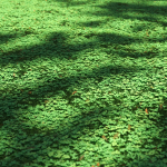 Clover lawn