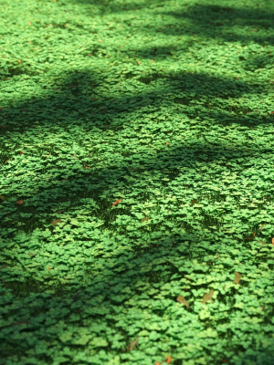 clover-lawn-3d-model-ba2d139171