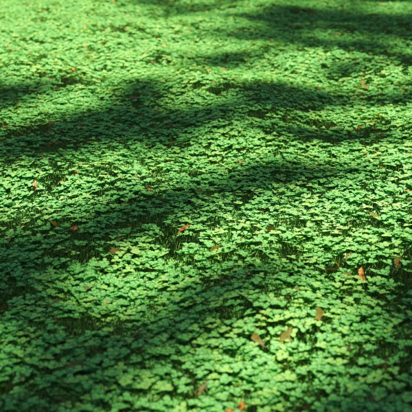 Clover lawn