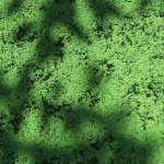 Clover lawn