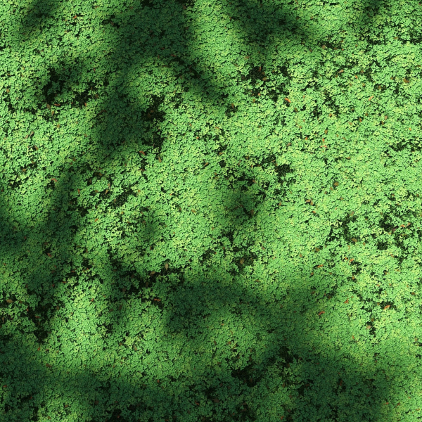 Clover lawn