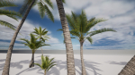 Coconut palm
