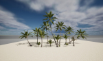 Coconut palm