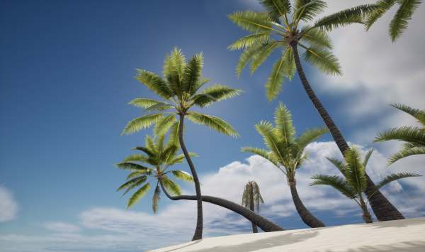 Coconut palm