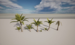 Coconut palm