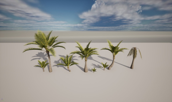 Coconut palm