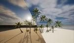 Coconut palm