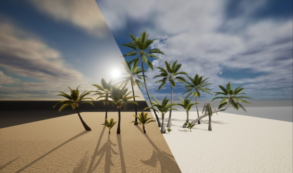 Coconut palm