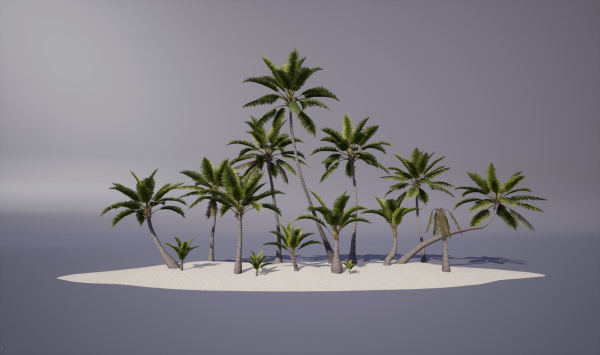 Coconut palm