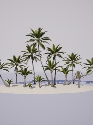 Coconut palm