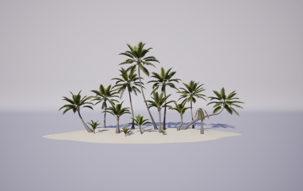 Coconut palm