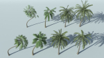 Coconut Palm Tree