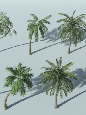 coconut-palm-tree-3d-model-obj-fbx-c4d