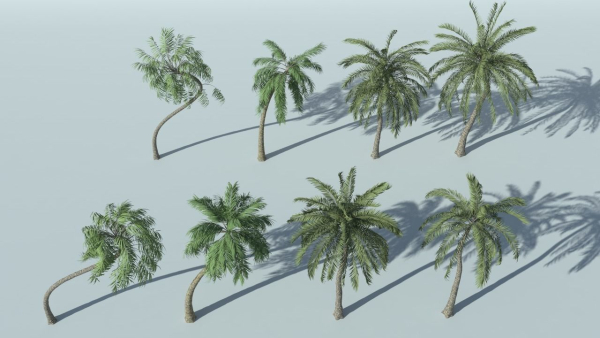 Coconut Palm Tree