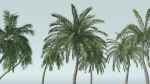 Coconut Palm Tree