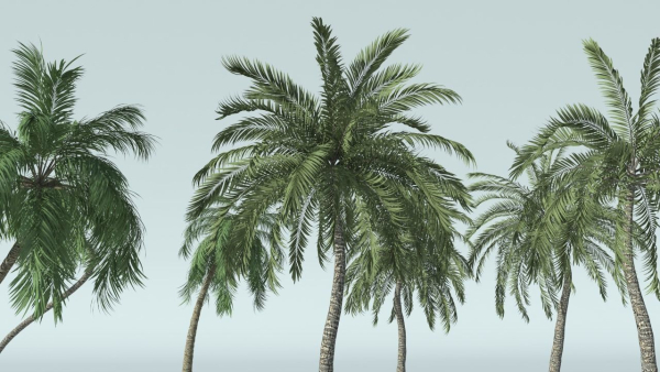Coconut Palm Tree