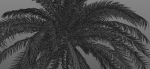 Coconut Palm Tree