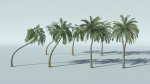 Coconut Palm Tree