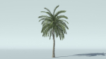 Coconut Palm Tree