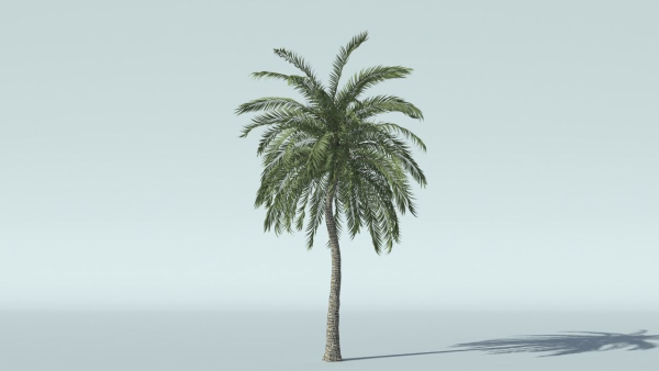 Coconut Palm Tree