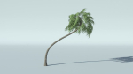 Coconut Palm Tree