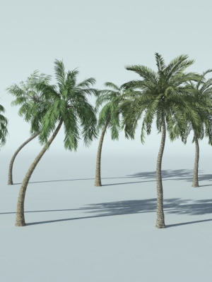 Coconut Palm Tree