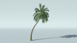 Coconut Palm Tree