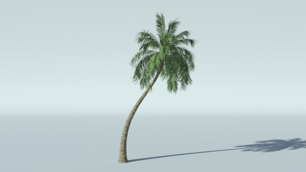 Coconut Palm Tree