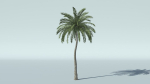 Coconut Palm Tree