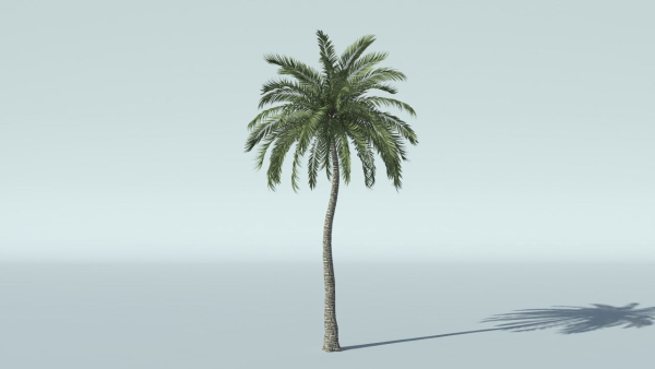 Coconut Palm Tree
