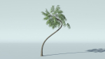 Coconut Palm Tree