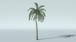 Coconut Palm Tree