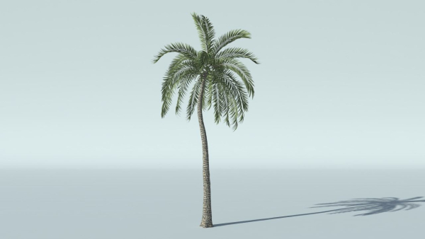 Coconut Palm Tree