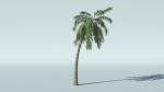 Coconut Palm Tree