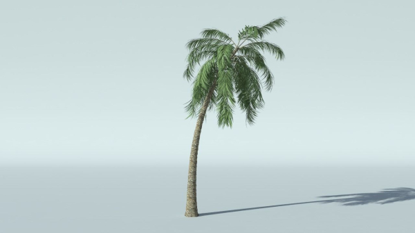 Coconut Palm Tree