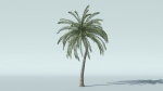 Coconut Palm Tree