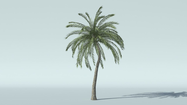Coconut Palm Tree