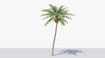 Coconut Palm v2