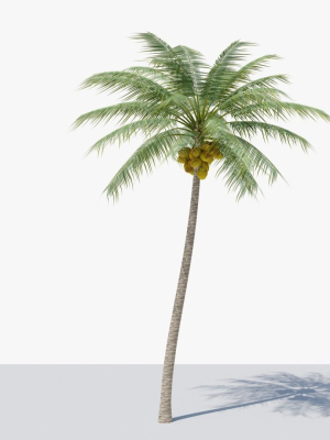 Coconut Palm v2