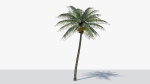 Coconut Palm v2