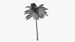Coconut Palm v2