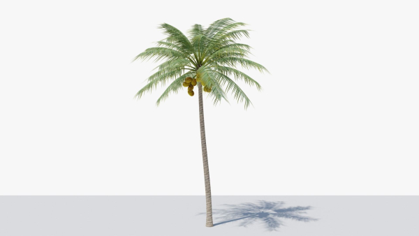 Coconut Palm v2