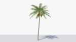 Coconut Palm v2