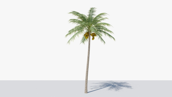 Coconut Palm v2