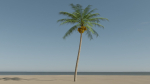 Coconut Palm v2