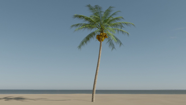 Coconut Palm v2