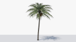 Coconut Palm v2