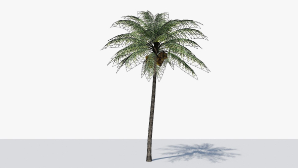 Coconut Palm v2