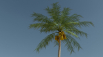 Coconut Palm v2